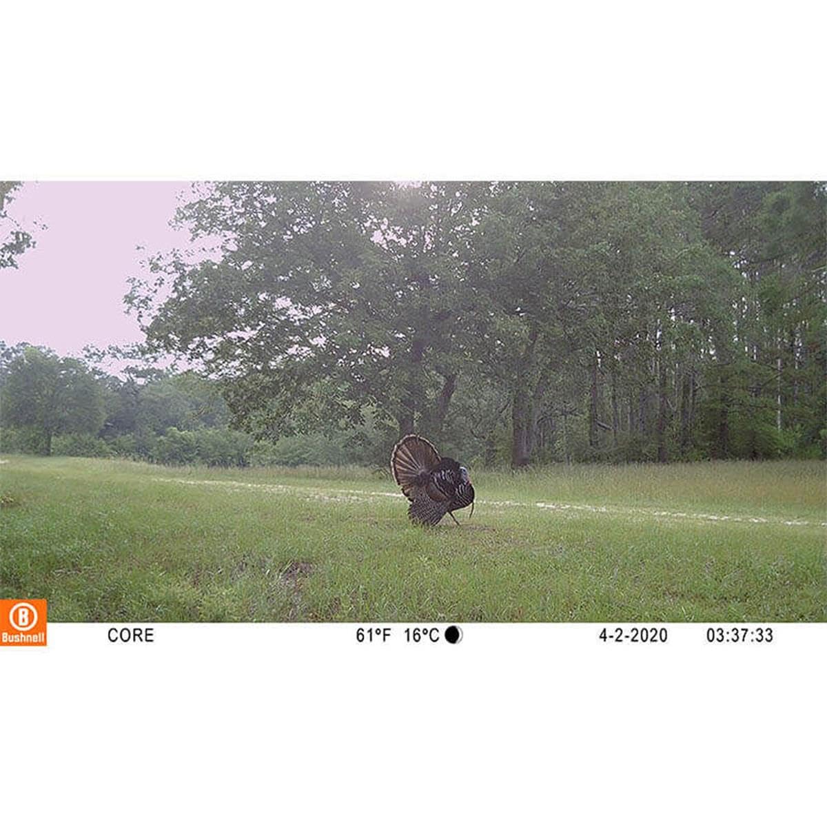 Bushnell Trail Camera CORE S-4K, No-Glow Game Camera with 4K Video and 1.5” Color Viewscreen