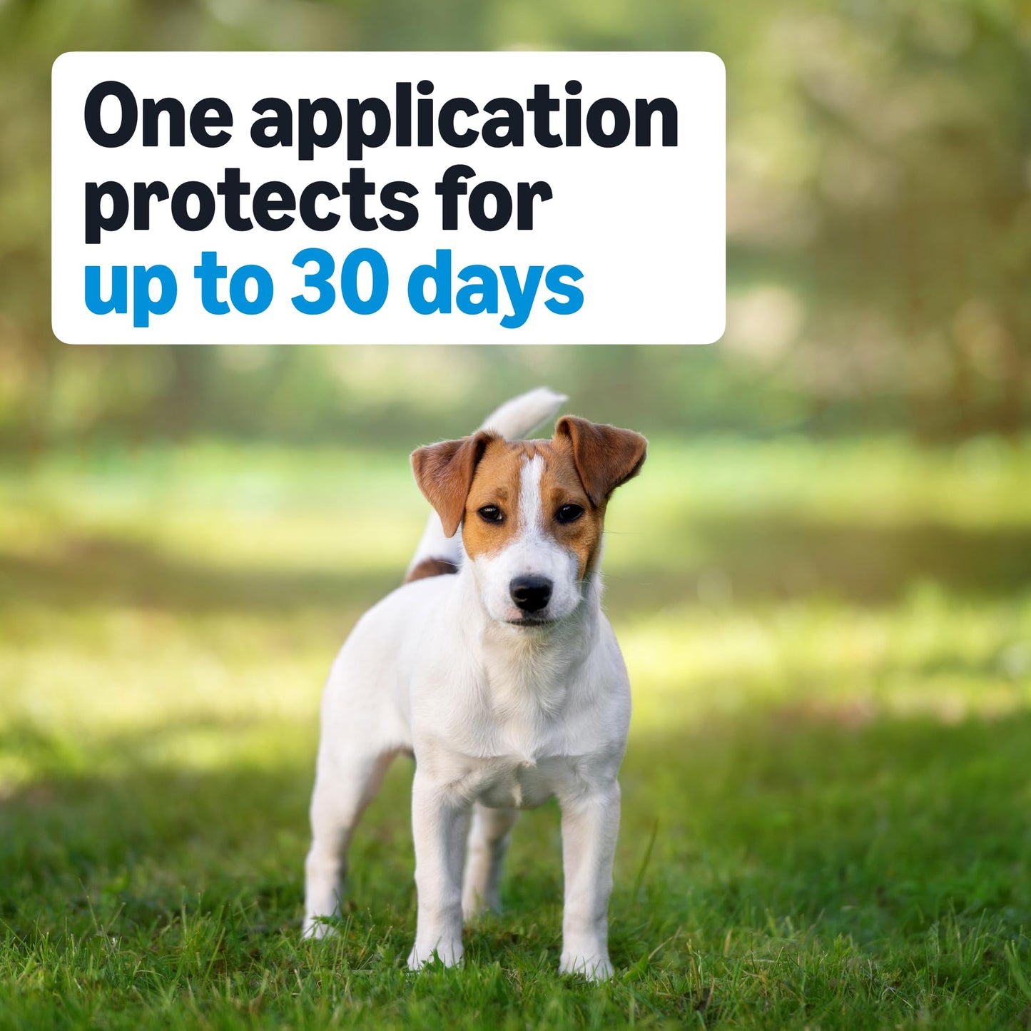 Amazon Basics Preventative Flea, Tick & Mosquito Topical Treatment for Medium Dogs (11-20 Pounds), 4 Count, Packaging May Vary