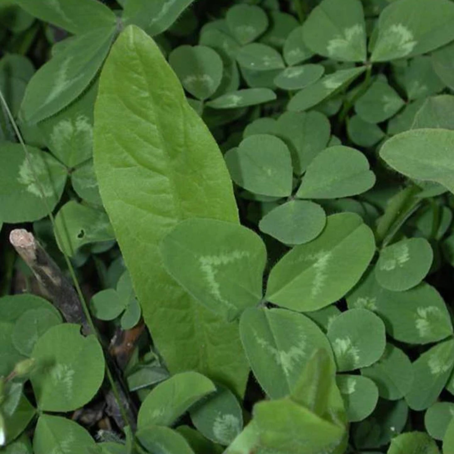 New Zealand Clover Plus Chicory Perennial Food Plot Seed, Hardy & Drought Resistant Perennial Blend for Whitetail Deer, Wild Turkey, Upland Birds, 9 lb Bag Plants 1 Acre