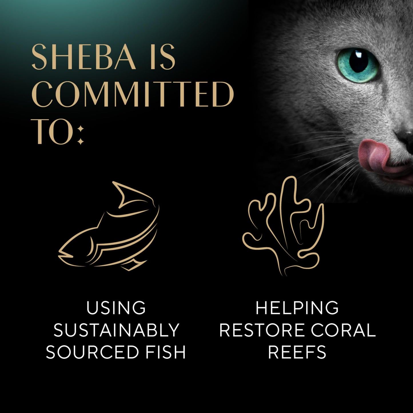 Sheba Perfect Portions Wet Cat Food Pate with Sustainable Salmon, Signature Seafood Entree, and Tender Whitefish and Tuna Entree Variety Pack, 2.6 oz. Twin Pack Trays (24 Count, 48 Servings)
