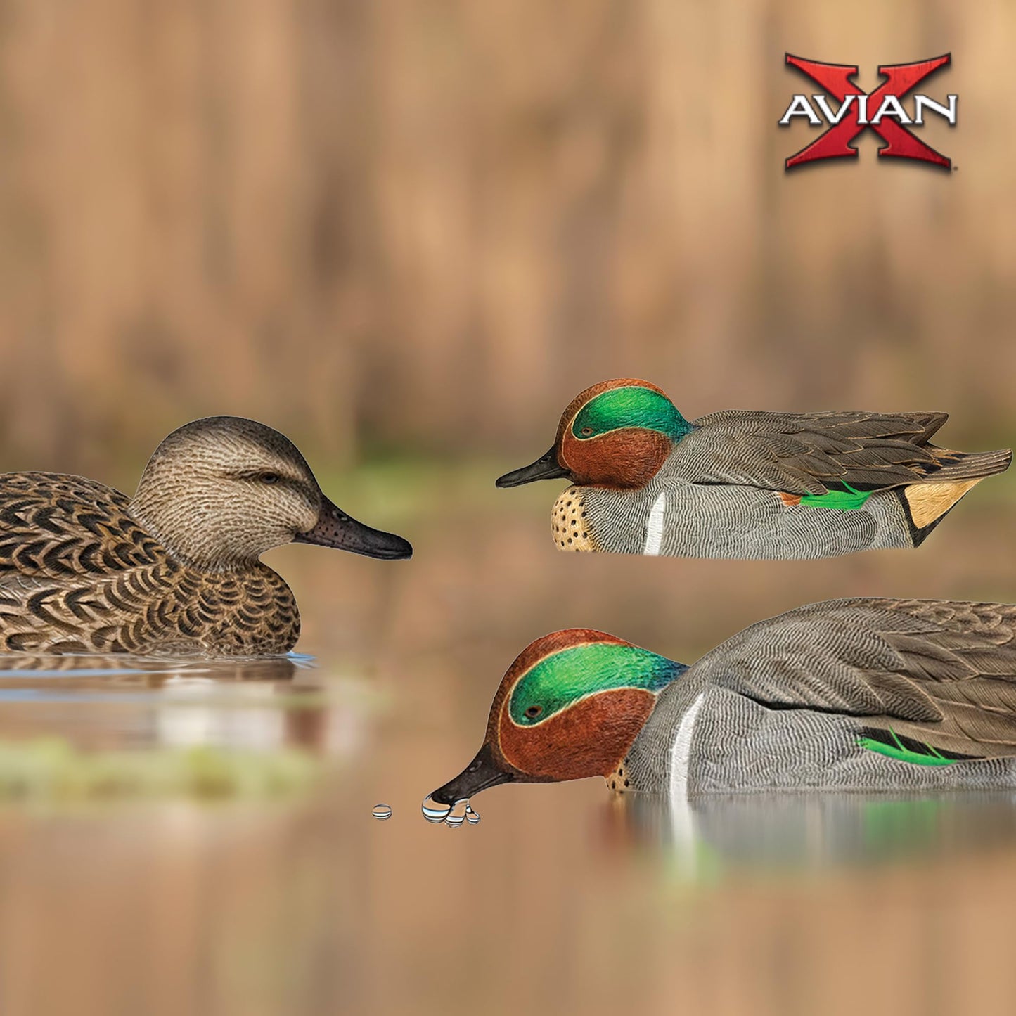 Avian X Topflight Green-Winged Teal Decoys, Realistic Floating Duck Decoys for Hunting, Weight-Forward Swim Keel