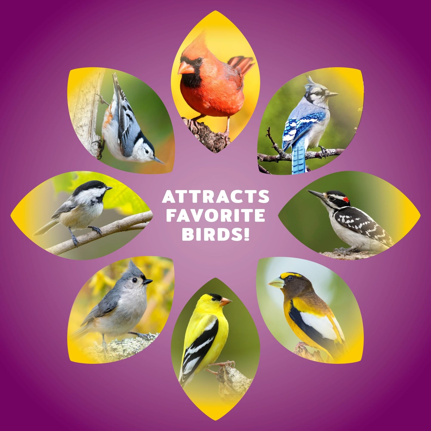 Audubon Park Nut & Fruit Wild Bird Seed – 15 lb. Premium Blend with Sunflower Seeds, Peanuts, Safflower & Dried Fruit – Bird Food for Outside Feeders
