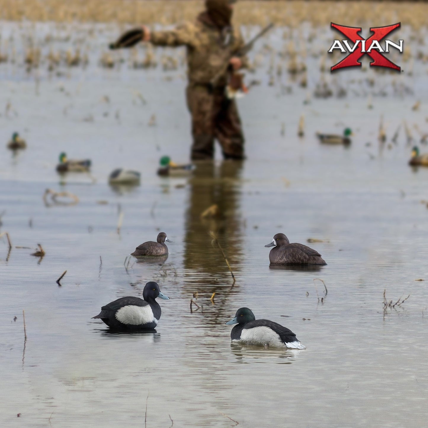 Avian-X Topflight Blue Bills Decoy Set Realistic Duck Decoys with Weight Forward Swim Keel, Greater and Lesser Blue Bills