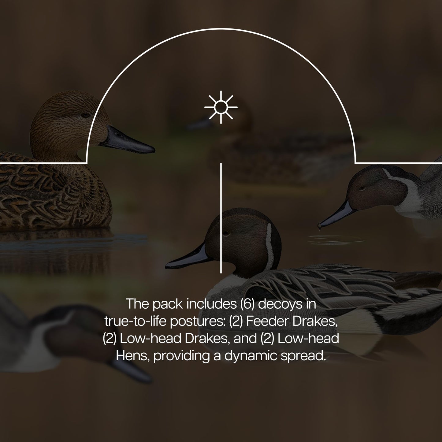 Avian X Topflight Pintail Decoys, Rugged Realistic Floating Duck Decoys for Hunting, Weight-Forward Swim Keel