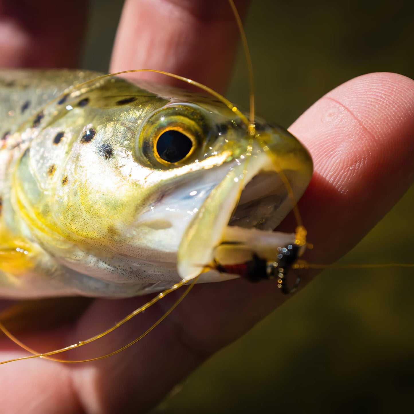 Goture Fly Fishing Flies Kit,25pcs/30pcs/100pcs Fly Fishing Lures,Dry Flies Wet Flies Streamers Nymphs Flies, Fly Fishing Assortment Kit for Bass Trout Salmon Fishing