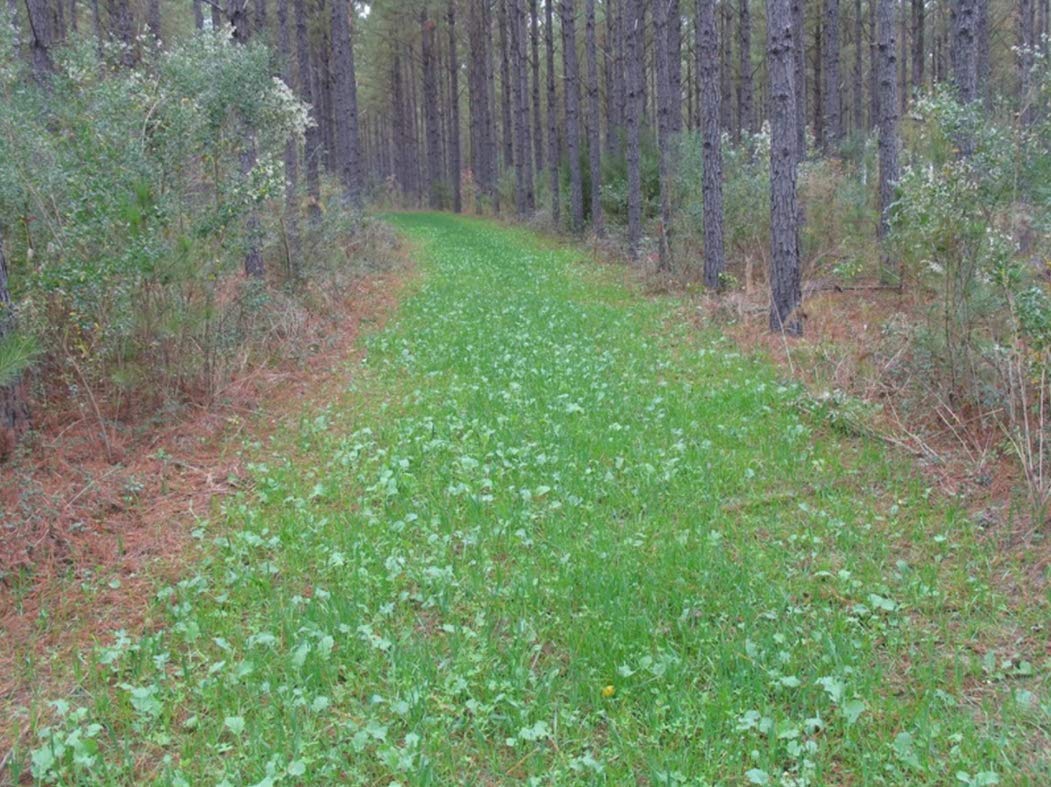 Whitetail Institute No-Plow Deer Food Plot Seed - Hardy, Fast-Growing Blend of Annuals for Areas Difficult to Access with Farming Equipment - Highly Nutritious and Attractive to Deer