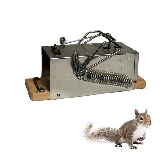 Big Squirrel Trap Indoor Outdoor – Medium Rodent Trap – Ouell Traps – Black and Grey Squirrels – QAI Quell – Most Powerful Trap