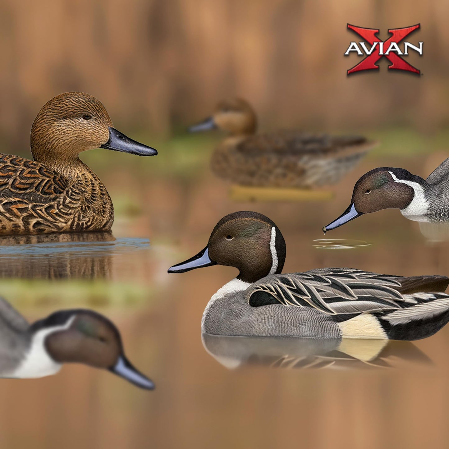 Avian X Topflight Pintail Decoys, Rugged Realistic Floating Duck Decoys for Hunting, Weight-Forward Swim Keel