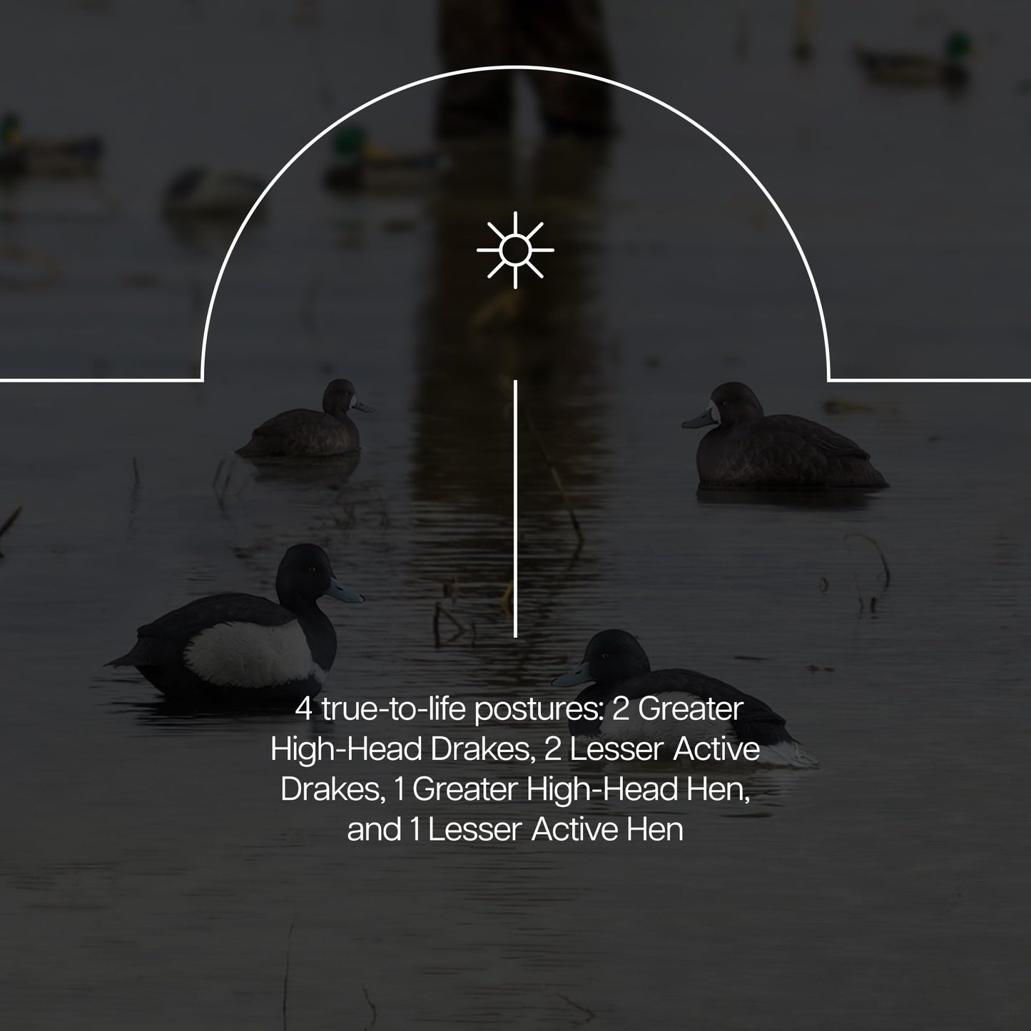 Avian-X Topflight Blue Bills Decoy Set Realistic Duck Decoys with Weight Forward Swim Keel, Greater and Lesser Blue Bills