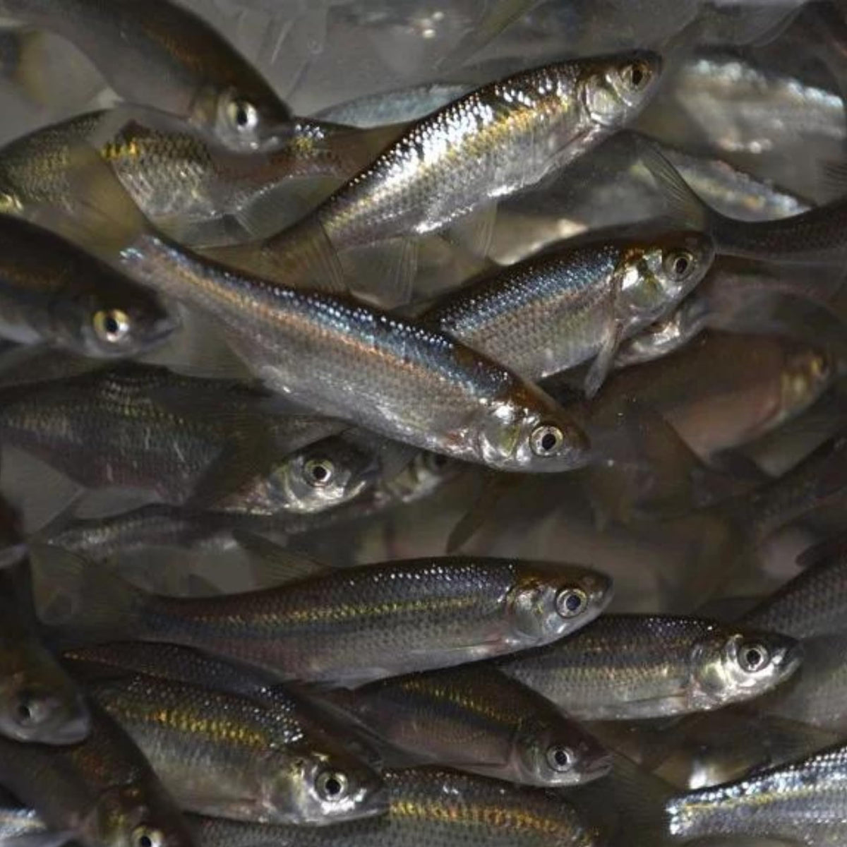 Minnow Size Golden Shiner Minnows - Live Bait - 1 Piece - Various Sizes (#6, #12 ...