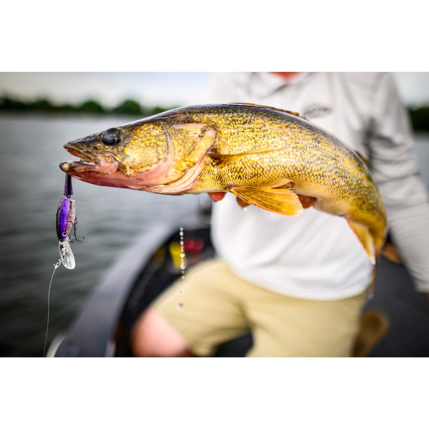 Berkley Flicker Shad Jointed Crankbait, 2 Pack, Red Tiger, 1/3 oz, 2 3/4in, 7'-9' Dive Depth