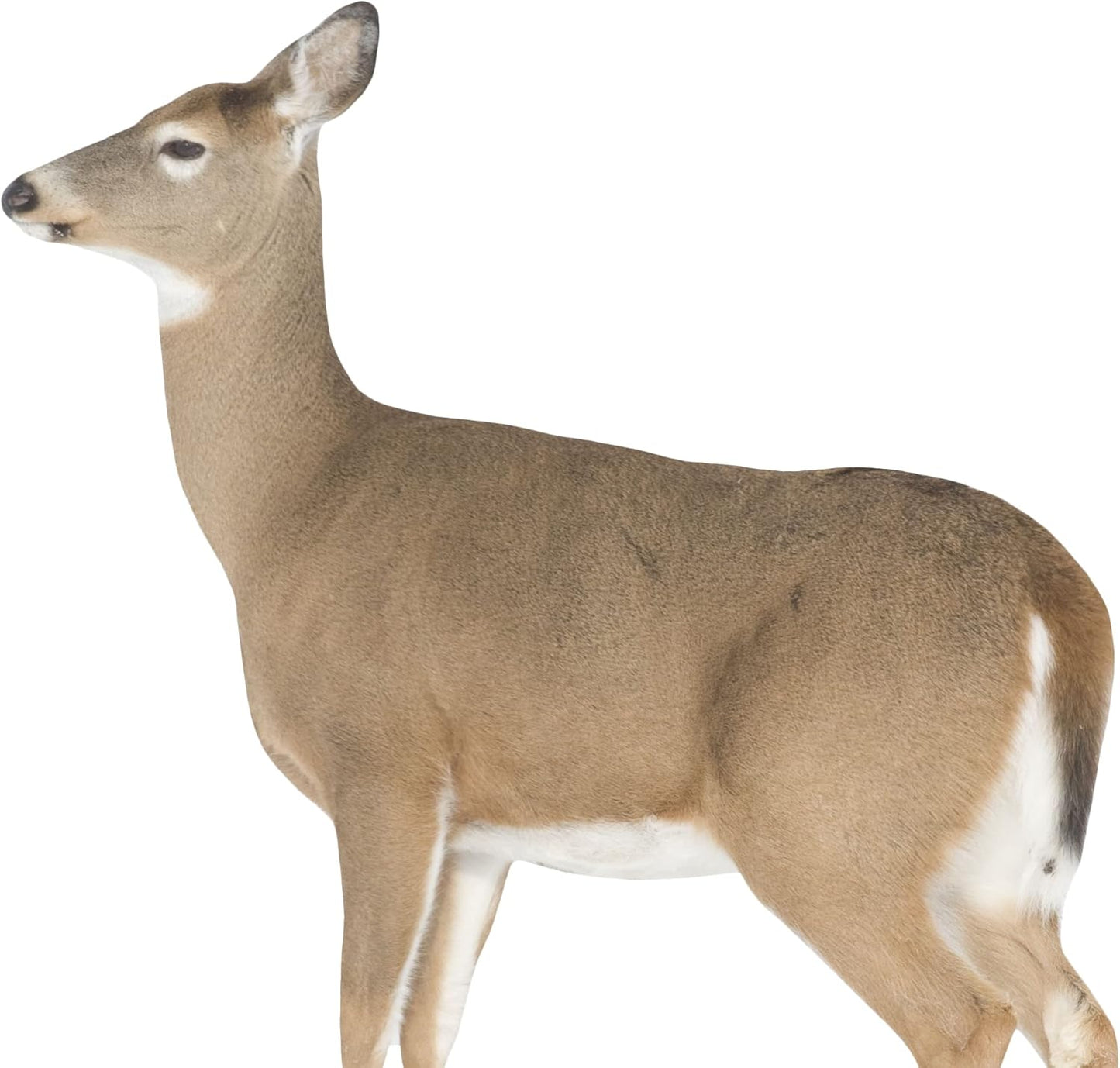 MONTANA DECOY 23 Dreamy Doe Whitetail Decoy, Brown