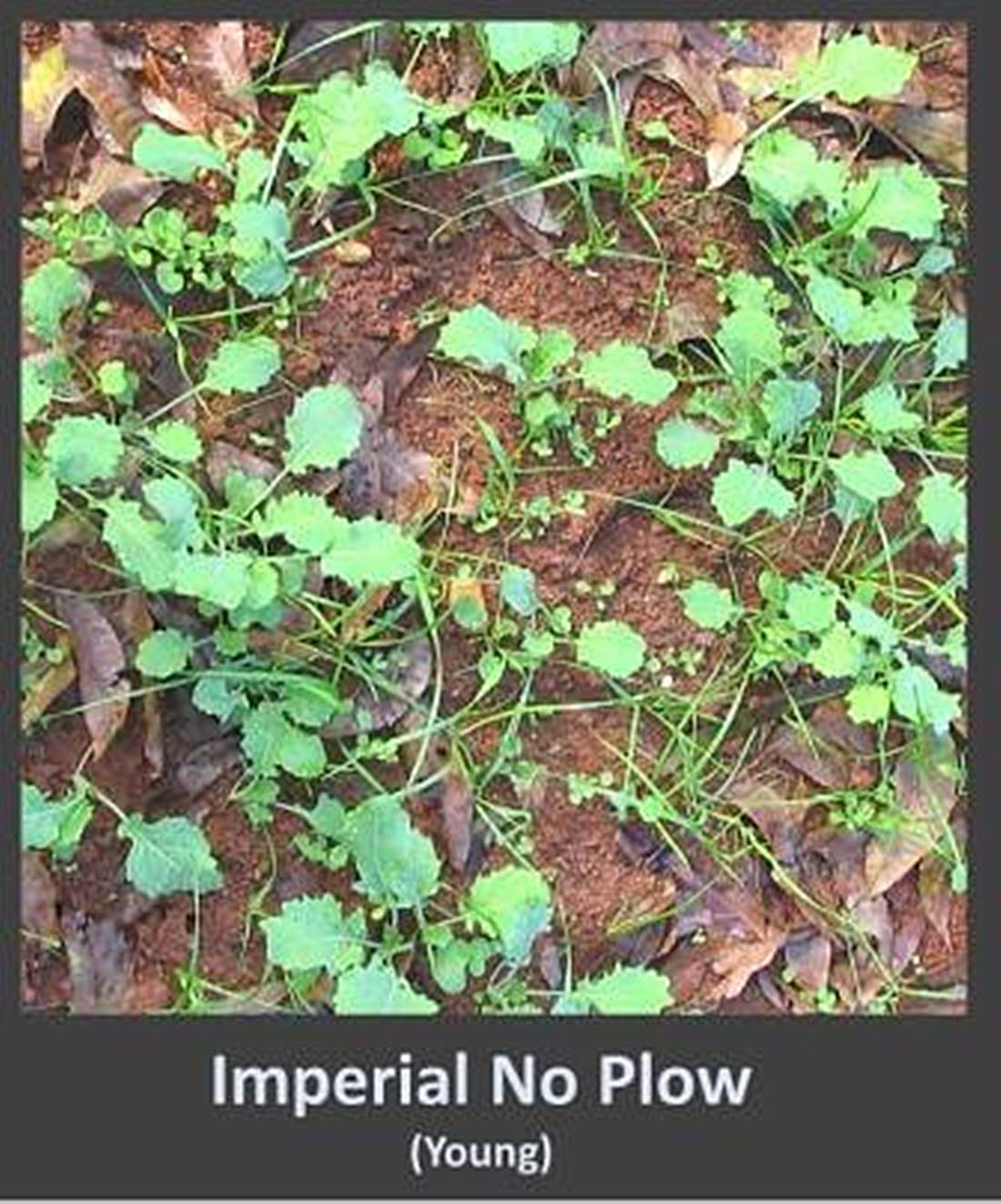 Whitetail Institute No-Plow Deer Food Plot Seed - Hardy, Fast-Growing Blend of Annuals for Areas Difficult to Access with Farming Equipment - Highly Nutritious and Attractive to Deer