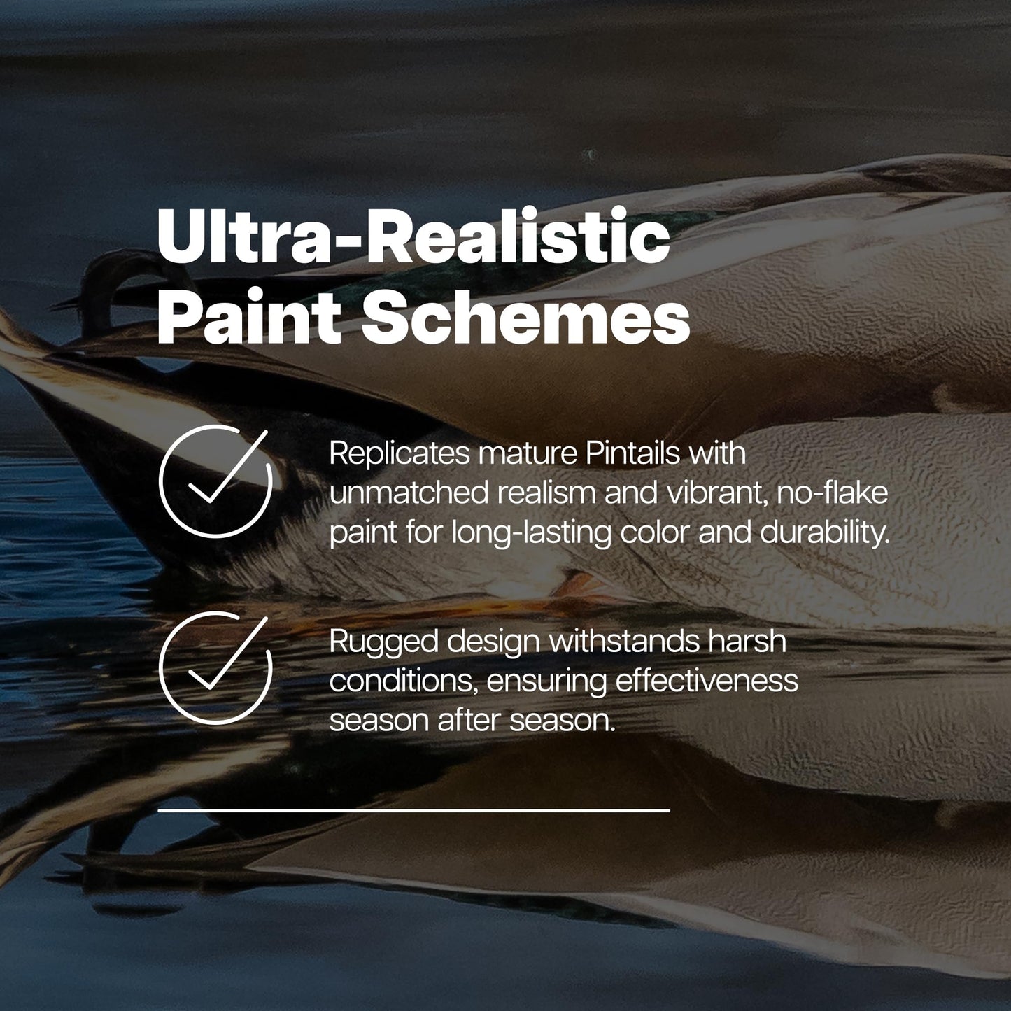 Avian X Topflight Pintail Decoys, Rugged Realistic Floating Duck Decoys for Hunting, Weight-Forward Swim Keel