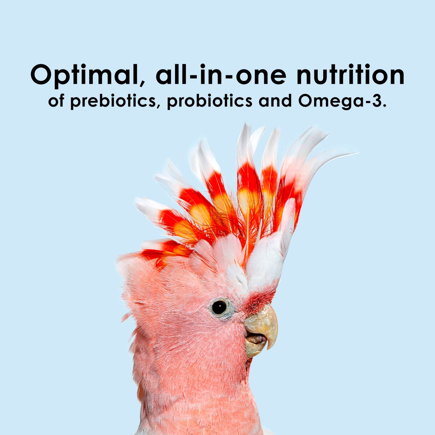 Kaytee Nutri Soft Pet Parrot & Conure Bird Food, 3 Pound