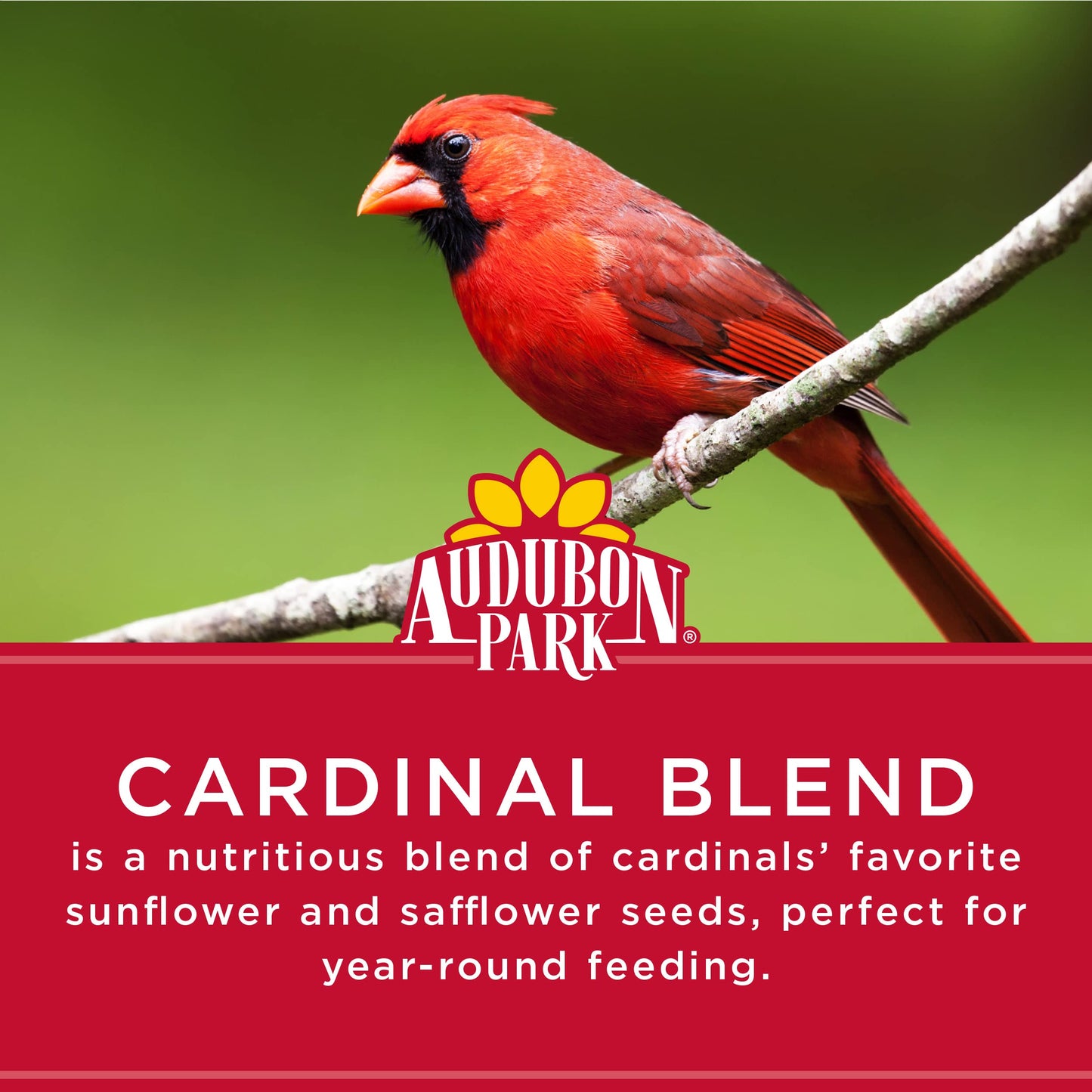 Audubon Park Cardinal Blend Wild Bird Food, Cardinal Bird Seed for Outside Feeders, 4-Pound Bag