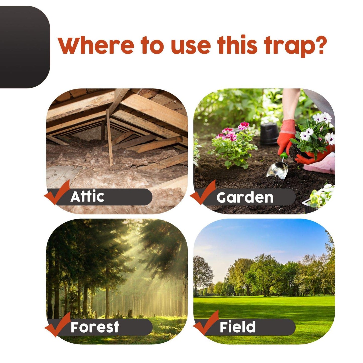 Big Squirrel Trap Indoor Outdoor – Medium Rodent Trap – Ouell Traps – Black and Grey Squirrels – QAI Quell – Most Powerful Trap