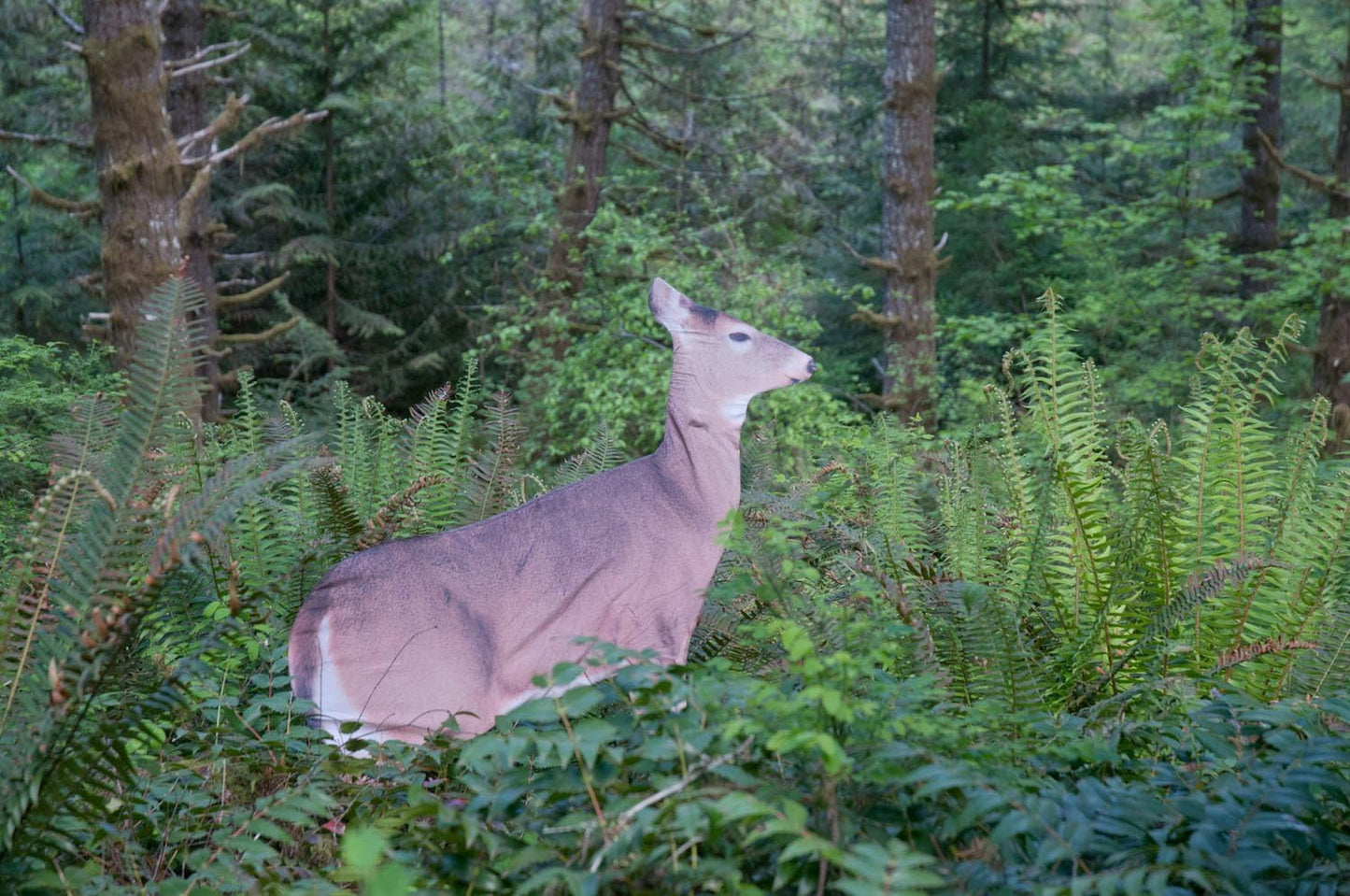 MONTANA DECOY 23 Dreamy Doe Whitetail Decoy, Brown