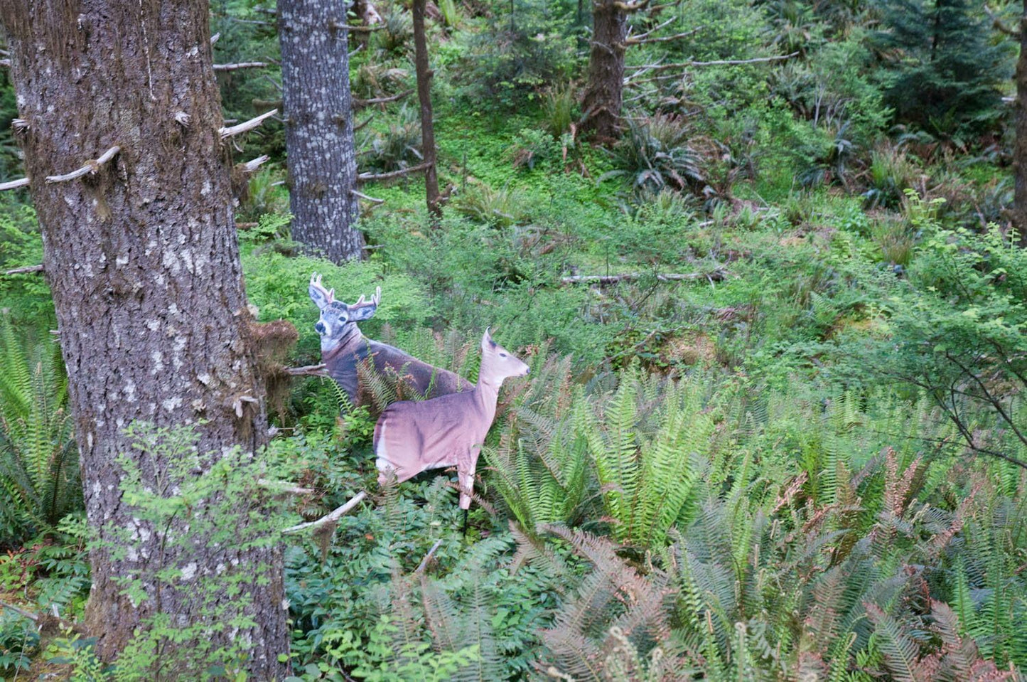 MONTANA DECOY 23 Dreamy Doe Whitetail Decoy, Brown