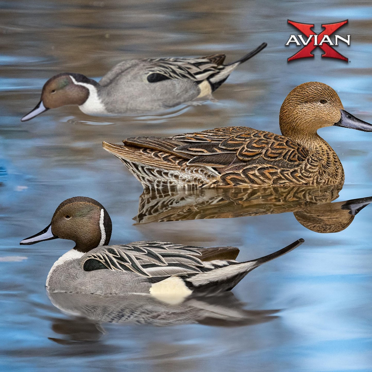 Avian X Topflight Pintail Decoys, Rugged Realistic Floating Duck Decoys for Hunting, Weight-Forward Swim Keel