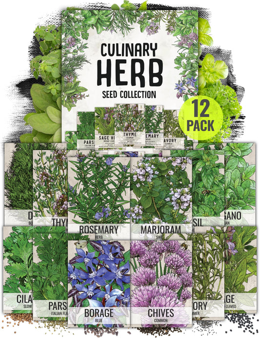 Seed Needs Herb Seeds Variety Pack Culinary Herb Collection (12 Individual Packets for Planting Indoors or Outdoors) Grow Your Own Herb Garden - Heirloom, Non-GMO
