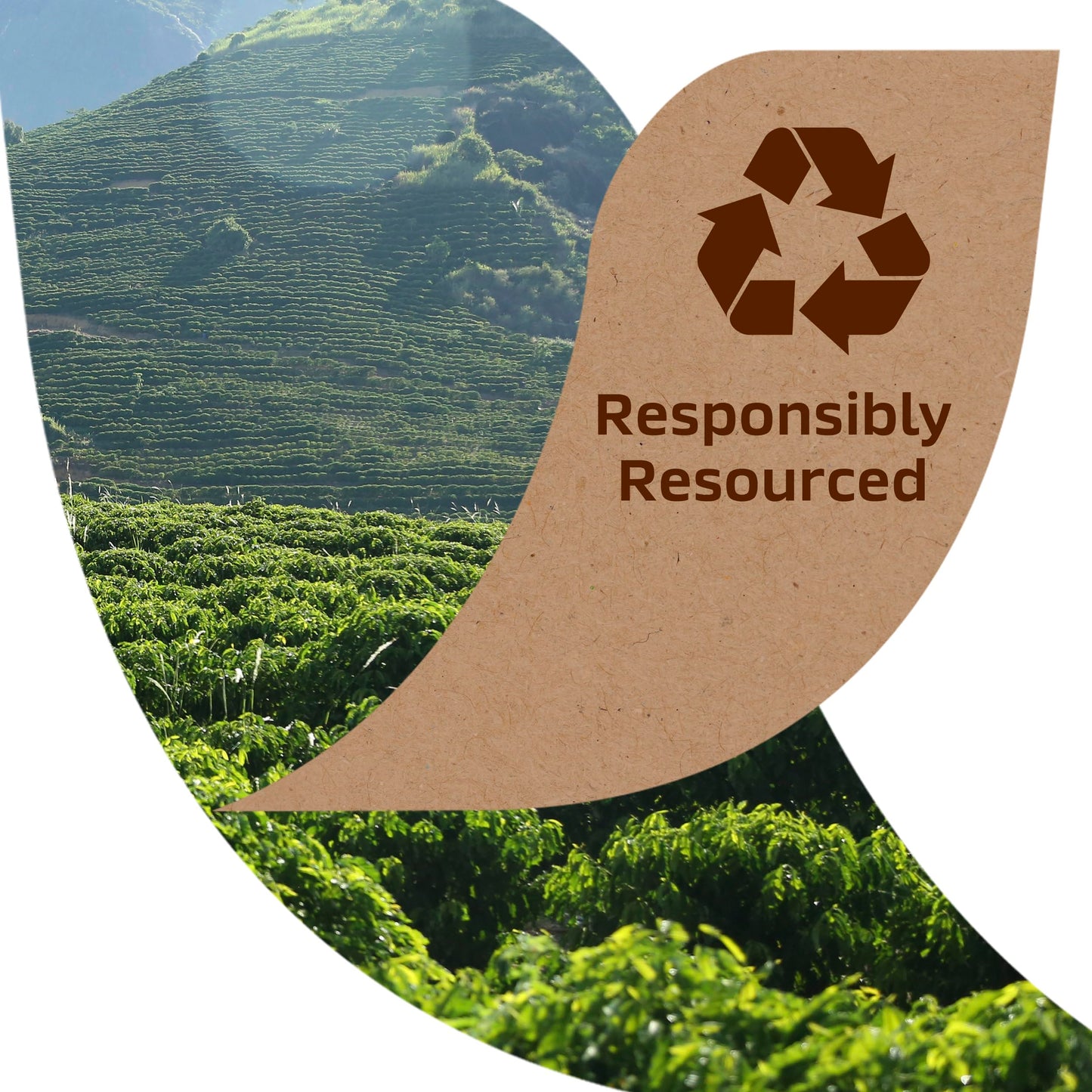 NESCAFÉ Taster's Choice Instant Coffee Light Medium Roast, House Blend, 2 Jars (7 Oz Each)