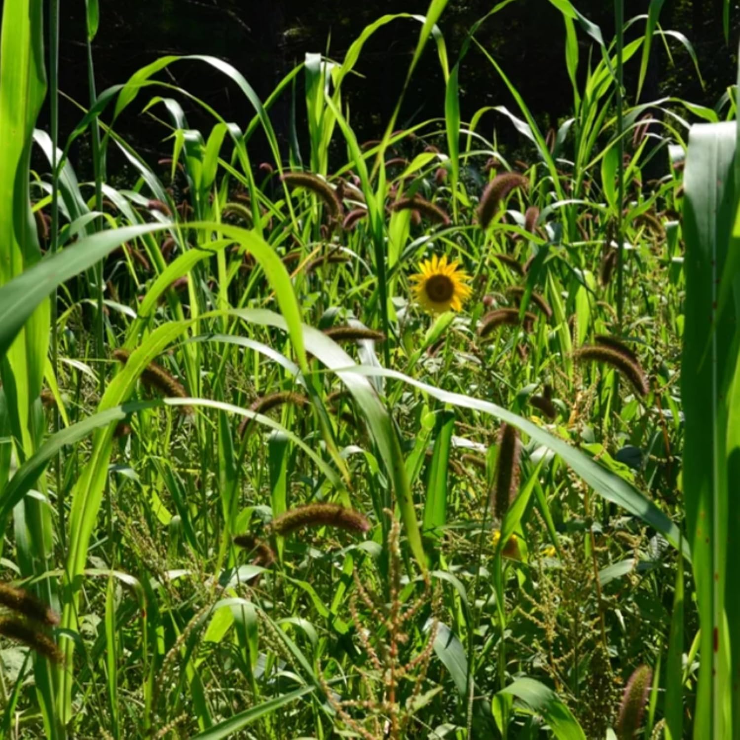 best seed to plant for quail Whistle Back Quail Food Plot Seed, Ideal for Bird Species, Quail, Turkeys, Pheasants, Doves & Waterfowl, Diversify and Promote Wildlife Growth, 10 lb