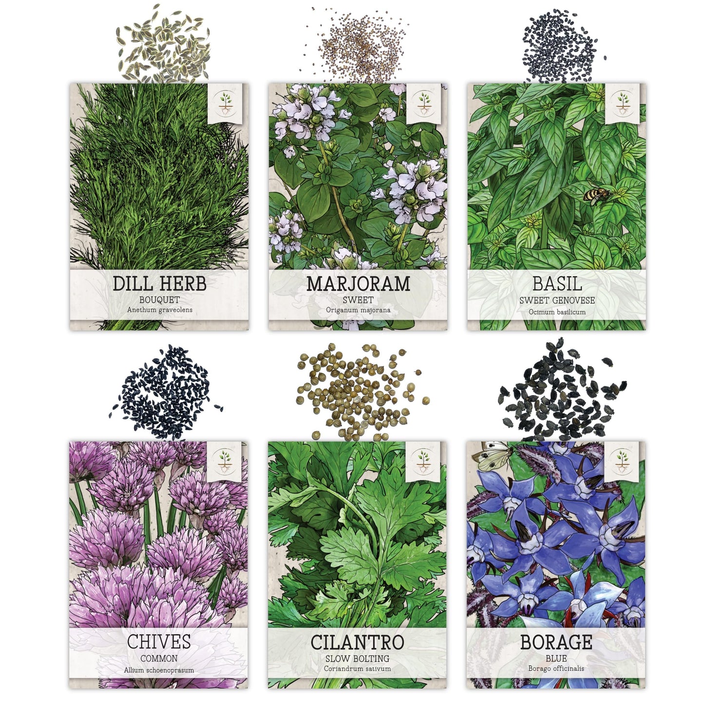 Seed Needs Herb Seeds Variety Pack Culinary Herb Collection (12 Individual Packets for Planting Indoors or Outdoors) Grow Your Own Herb Garden - Heirloom, Non-GMO