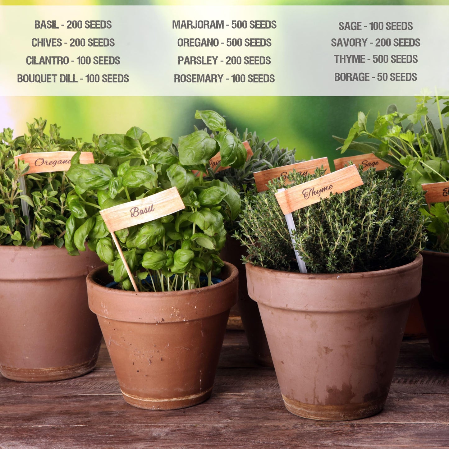 Seed Needs Herb Seeds Variety Pack Culinary Herb Collection (12 Individual Packets for Planting Indoors or Outdoors) Grow Your Own Herb Garden - Heirloom, Non-GMO