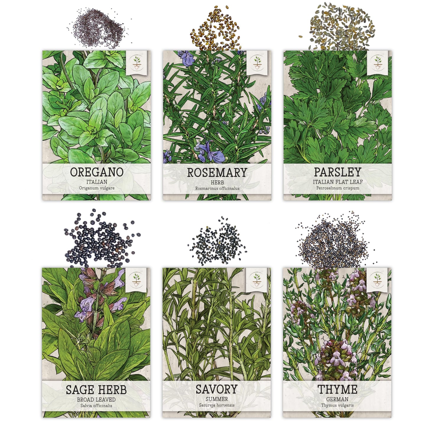 Seed Needs Herb Seeds Variety Pack Culinary Herb Collection (12 Individual Packets for Planting Indoors or Outdoors) Grow Your Own Herb Garden - Heirloom, Non-GMO
