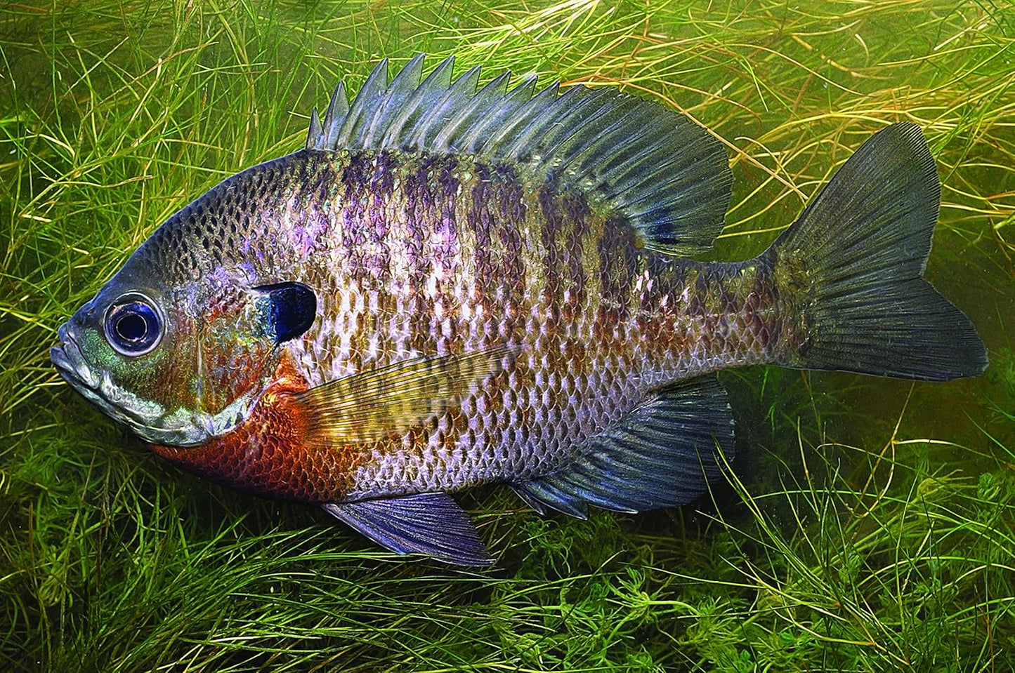 Native Fishes of Ohio