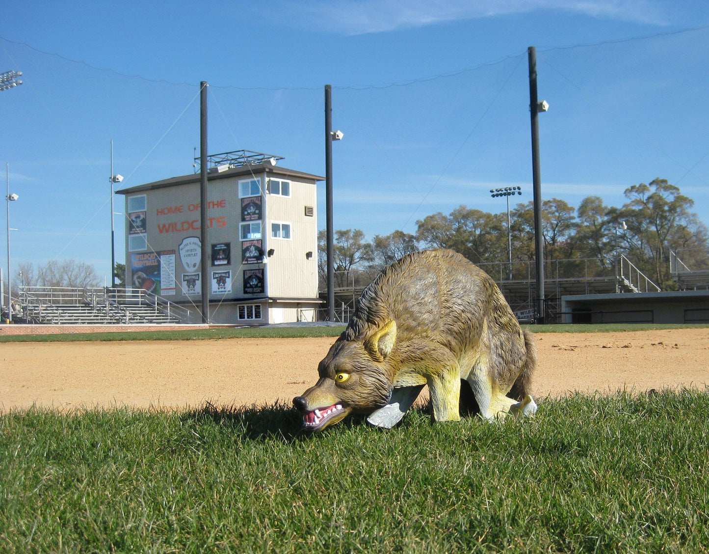 Bird-X 3D Coyote Decoy, Lifelike Predator Replica, Coyote Decoy with Moving Tail and Realistic Markings, Easy to Install, Covers up to 1 Acre of Land, 32"x8"x30"